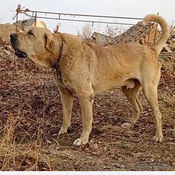 سگ عراقی|سگ|ارومیه, |دیوار