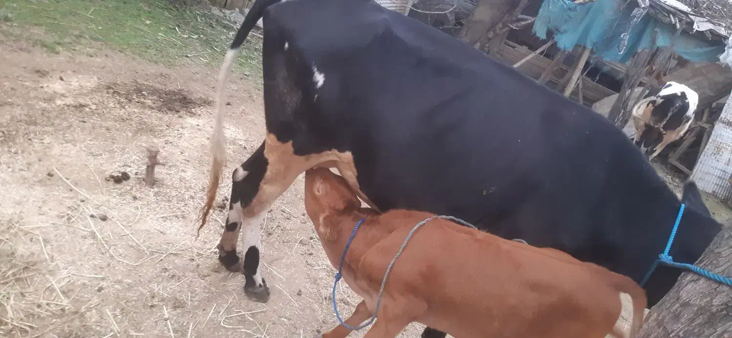 گاو دروگ محلی به همراه گوساله|حیوانات مزرعه|تولم شهر, |دیوار