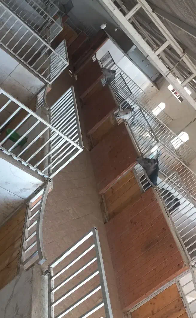 پانسیون ،نگهداری و آموزش سوارکاری اسب در باشگاه|اسب و تجهیزات اسبسواری|اصفهان, قهجاورستان|دیوار