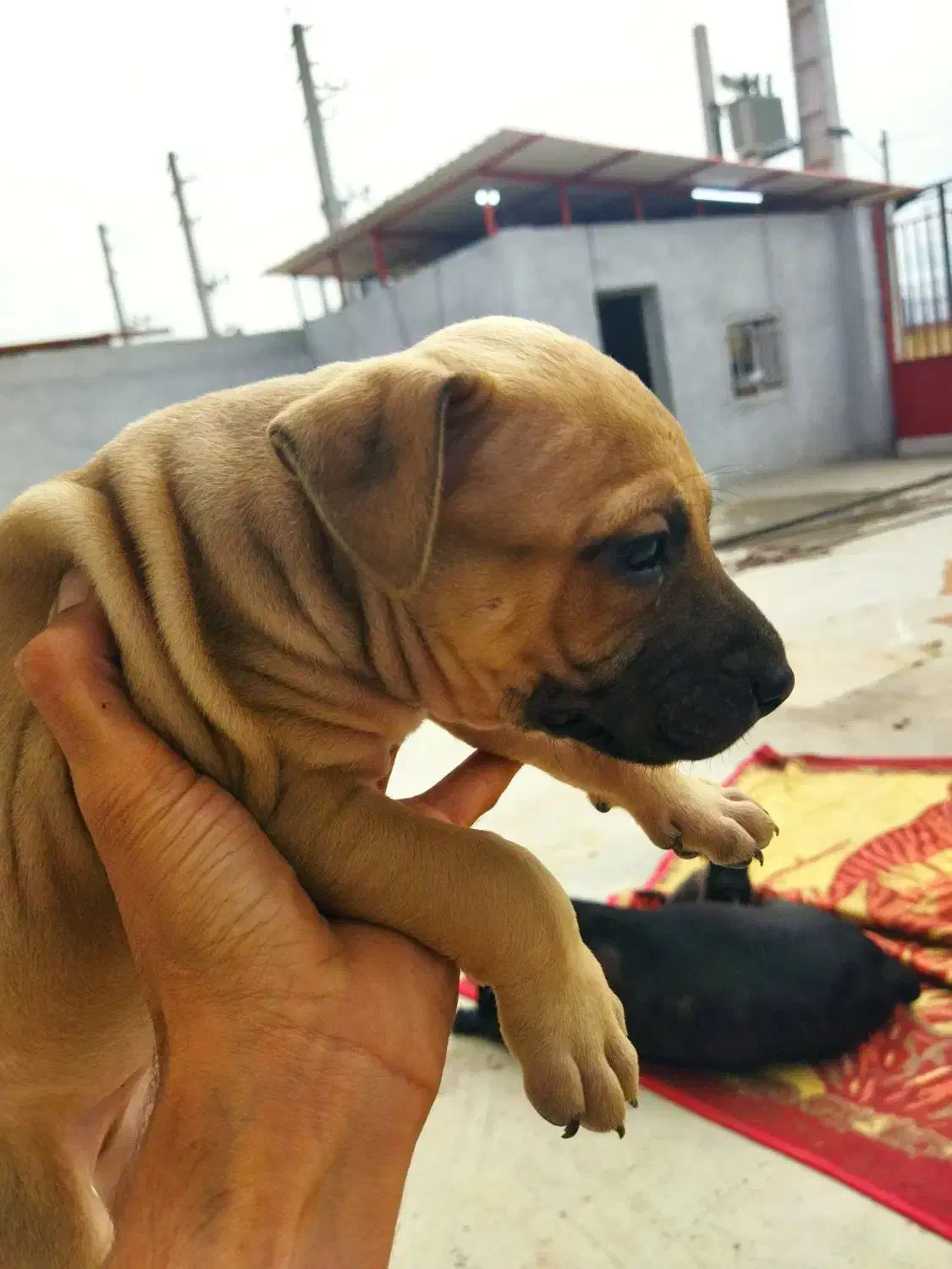 واگذاری سگ پیتبول|سگ|فاضل آباد, |دیوار