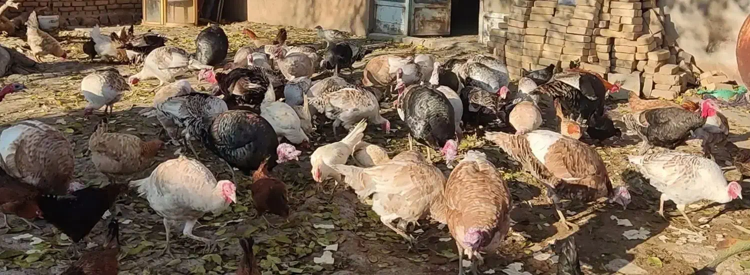 سالم و سرحال بوقلمون|حیوانات مزرعه|ماهیدشت, |دیوار