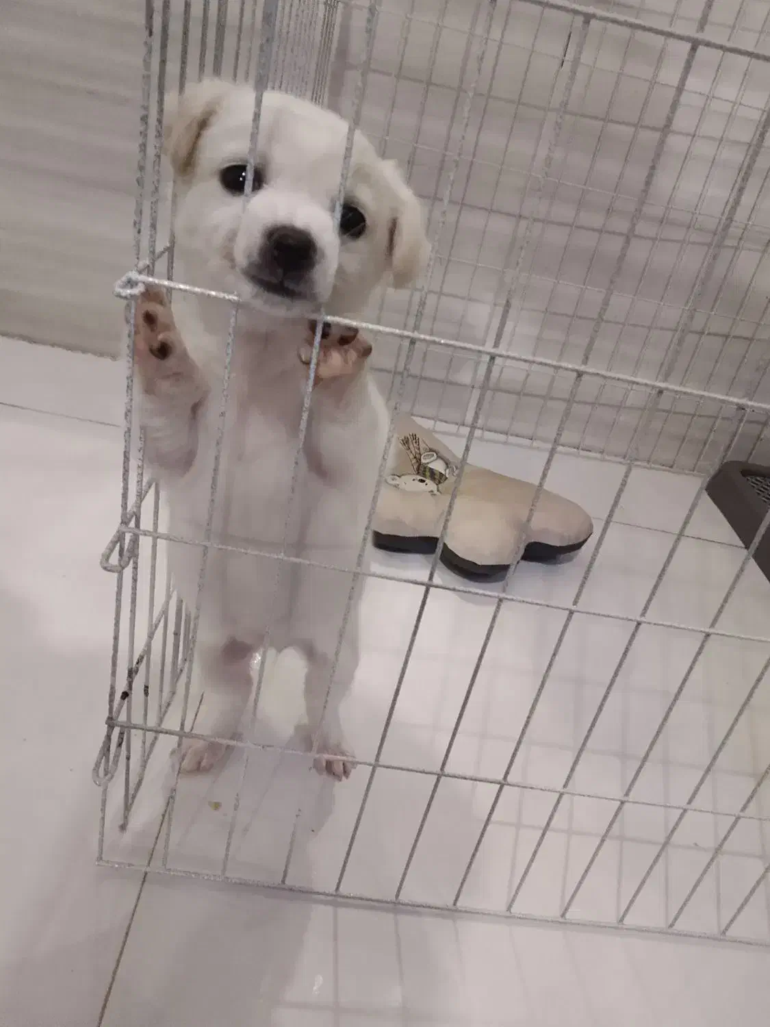 سگ پامر|سگ|صباشهر, |دیوار