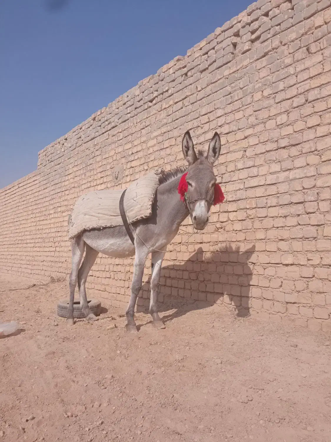 خر الاغ گله ای گوسفند|حیوانات مزرعه|برخوار, |دیوار