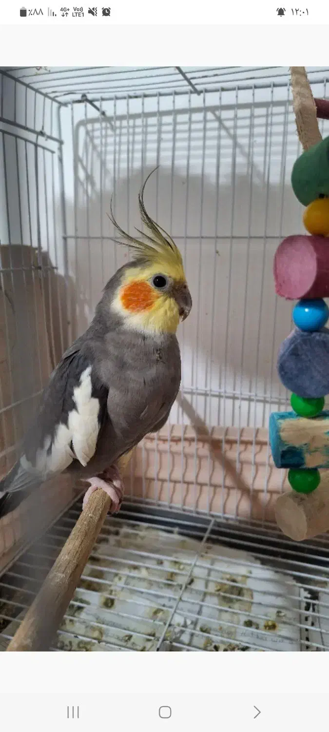 عروس هلندی نر|پرنده|ساری, |دیوار