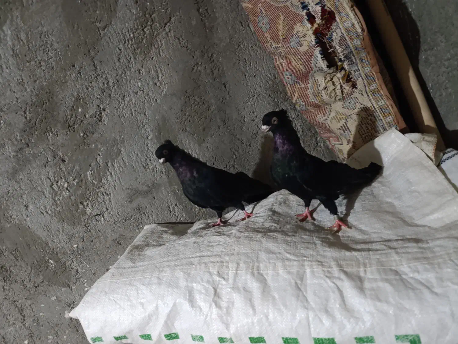 کبوتر صربستانی|پرنده|میاندوآب, |دیوار