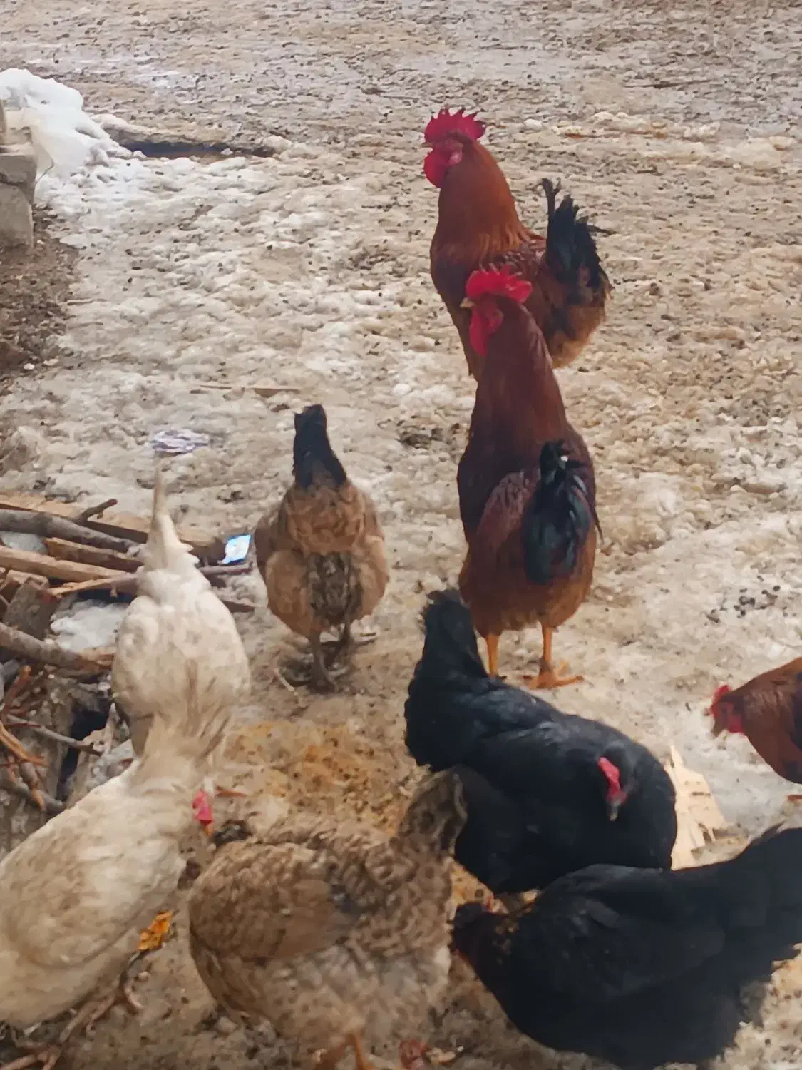 دوعدد خروس محلی|حیوانات مزرعه|سیلوانه, |دیوار