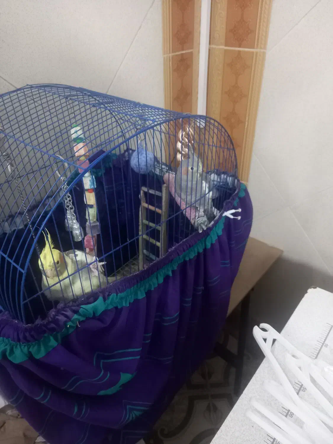 عروس هلندی|پرنده|فردیس, شهرک شهید حسینی|دیوار