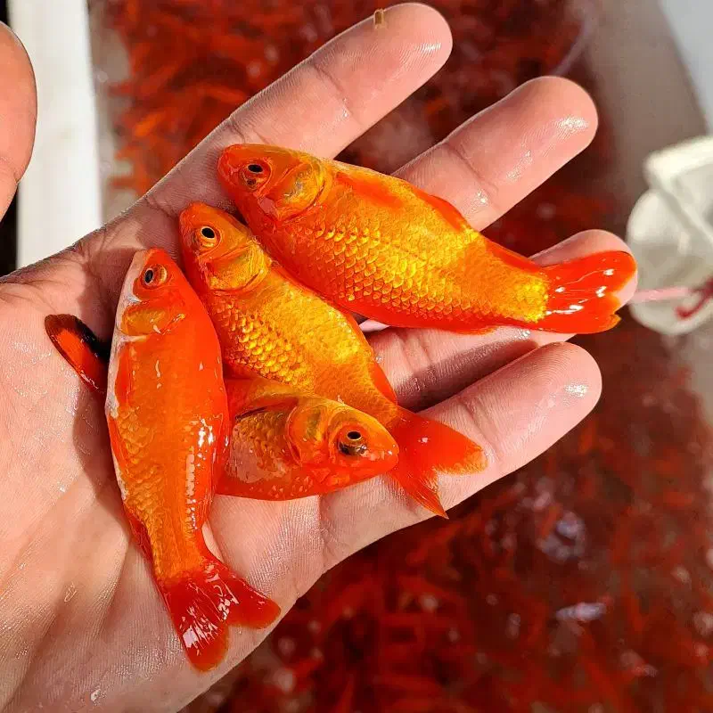 ماهی قرمز عید|ماهی|بجنورد, |دیوار