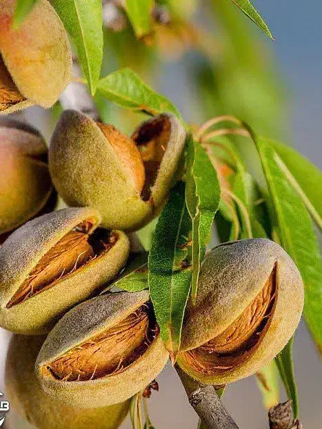 ارائه نهال بادام مامایی یکساله به قیمت ۵۰ ت|خدمات باغبانی و درختکاری|بدره, |دیوار