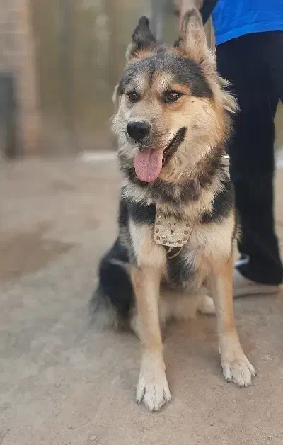 فروش فوری|سگ|سبزوار, عارف|دیوار