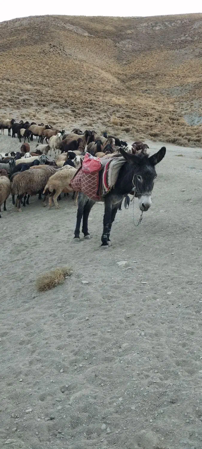 یک راس الاغ بسیار آروم..مخصوص بار..|حیوانات مزرعه|بوئین و میاندشت, |دیوار