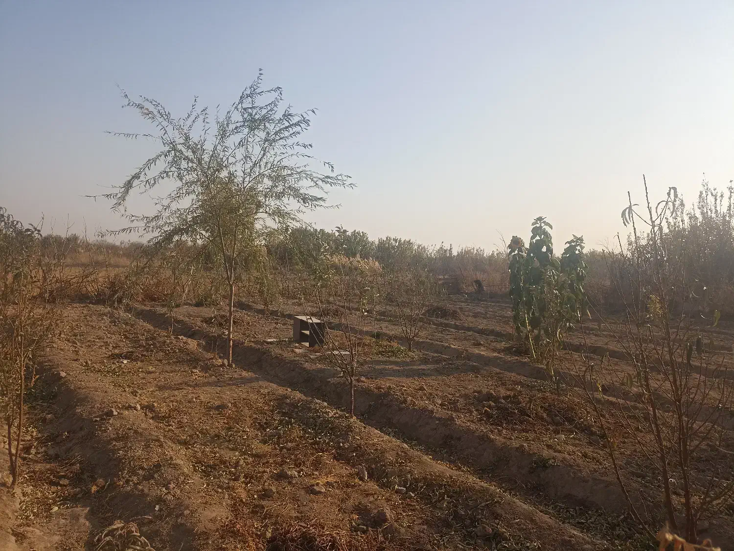 فروش باغچه در پیشک دو ماهدشت|فروش زمین و ملک کلنگی|ماهدشت, |دیوار