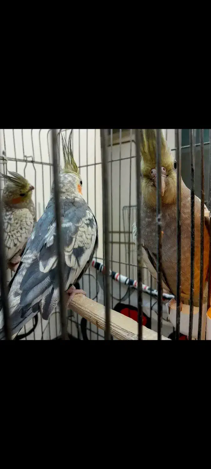 جوجه طوطی عروسی هلندی|پرنده|تهران, تاکسیرانی|دیوار