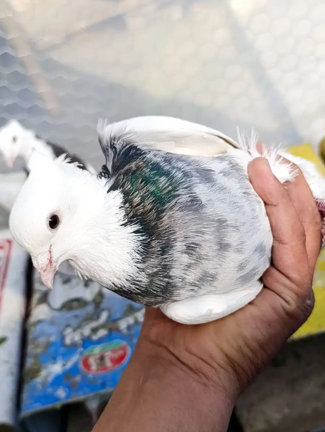 طوقی سرور|پرنده|قم, شهرک مهدیه (مدرس)|دیوار