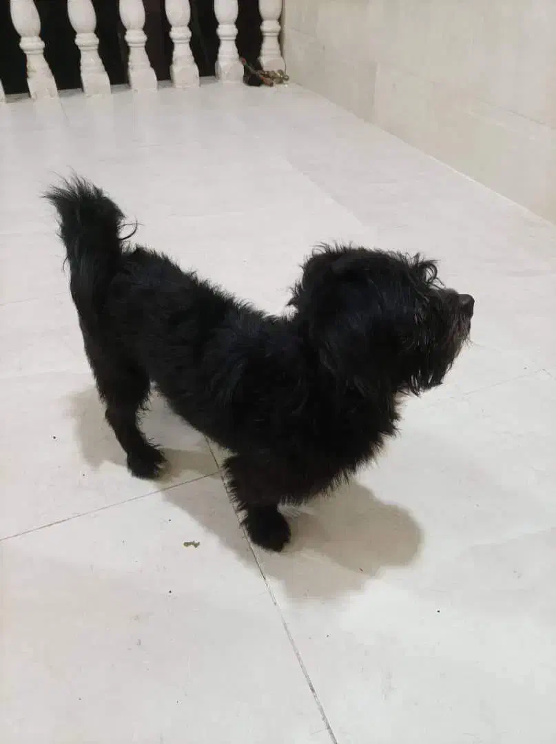 سگ پا کوتاه|سگ|لنگرود, |دیوار