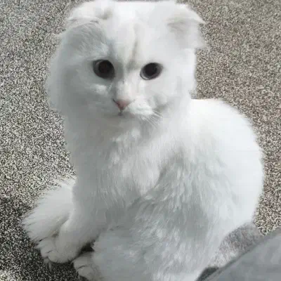 گربه گمشده|حیوانات|دوگنبدان, |دیوار