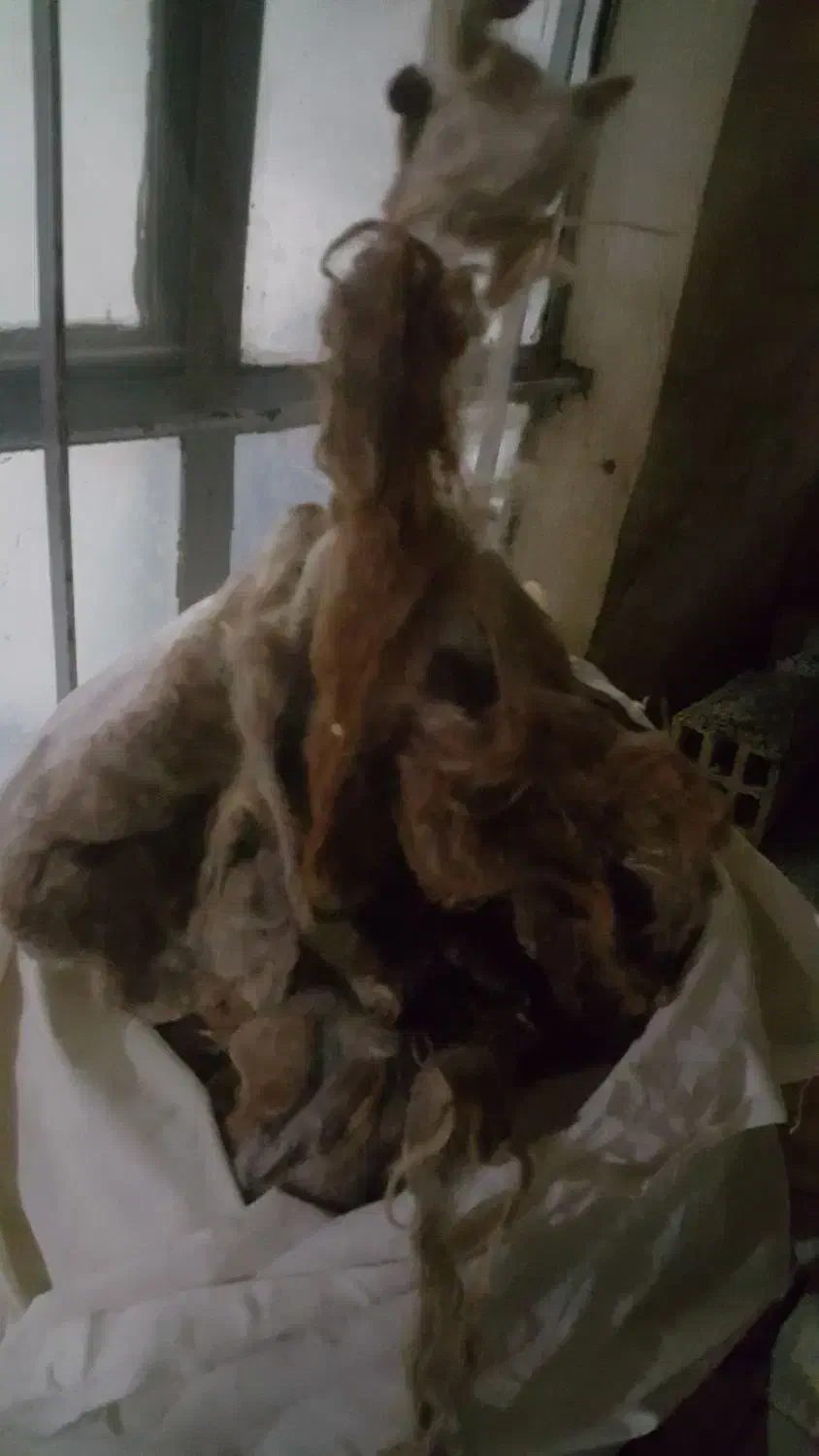 پشم گوسفند ۱۵الی ۲۰کیلو|رختخواب، بالش، پتو|ارومیه, |دیوار