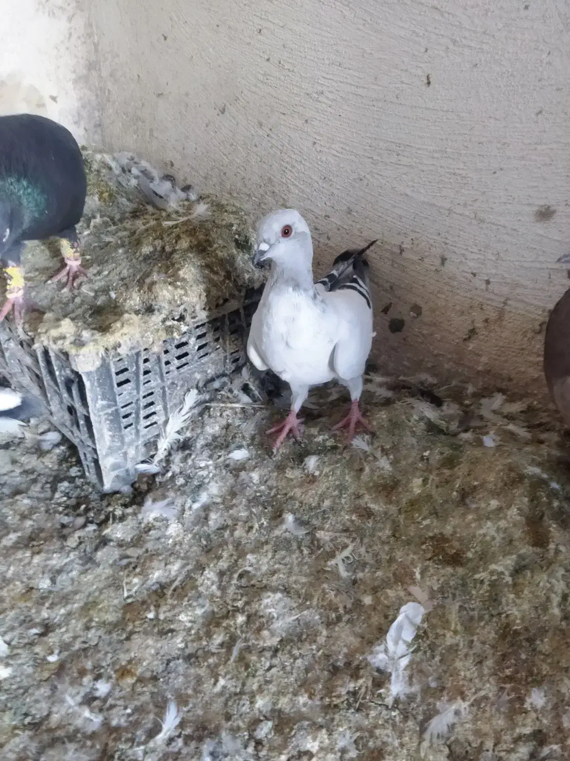 کفتر یا کبوتر شامی|پرنده|شیراز, دست خضر|دیوار