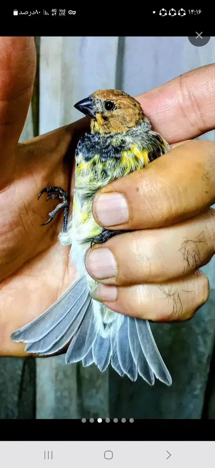 جوجه سهره گلبسر نر زعفرانی|پرنده|قزوین, |دیوار