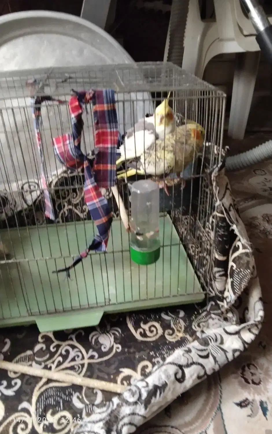 عروس هلندی جفت دوساله|پرنده|نکا, |دیوار