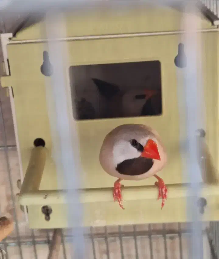 فنچ کرواتی مولد|پرنده|قزوین, |دیوار