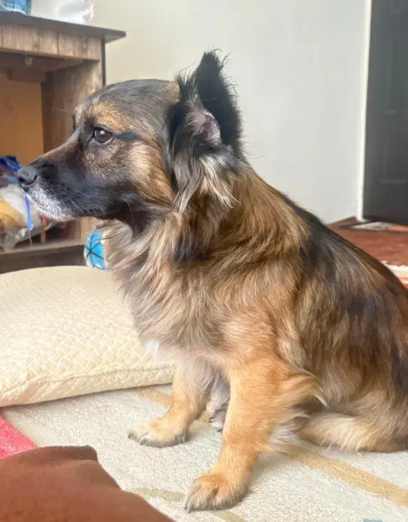 سگ فروش فوری|سگ|شیراز, زند|دیوار