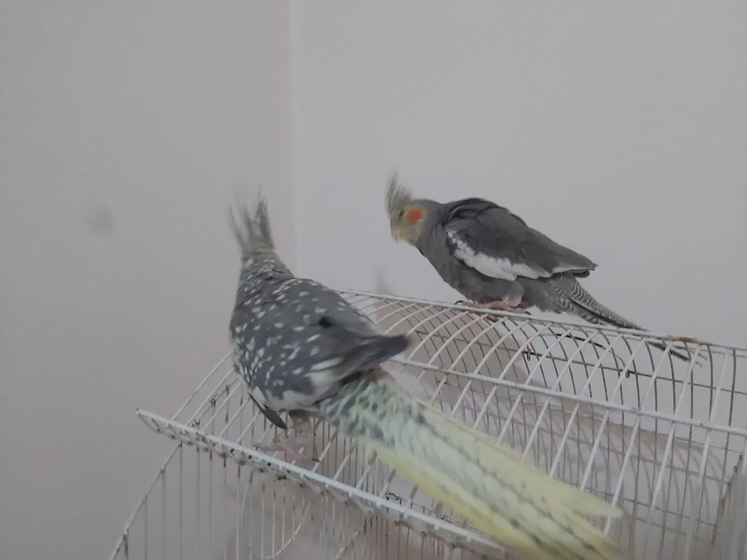 عروس هلندی|پرنده|تهران, سلیمانی|دیوار