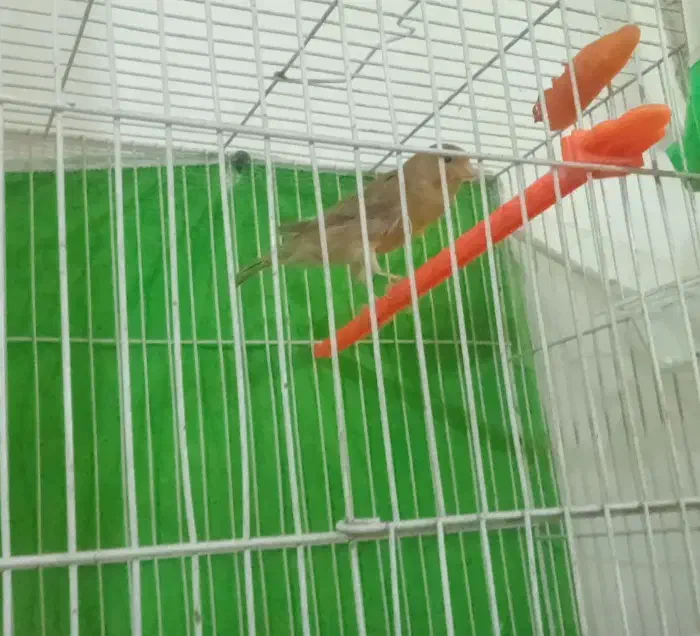 قناری شتری  ماده اماده اماده|پرنده|مشهد, کشف|دیوار