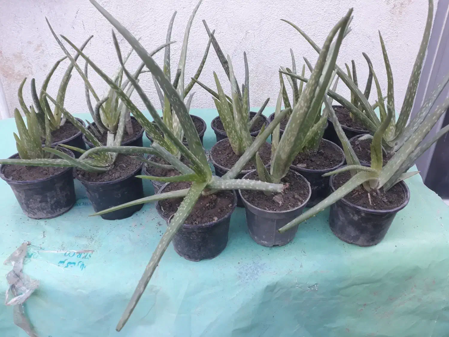 گل آلورا|گل و گیاه طبیعی|گرگان, |دیوار