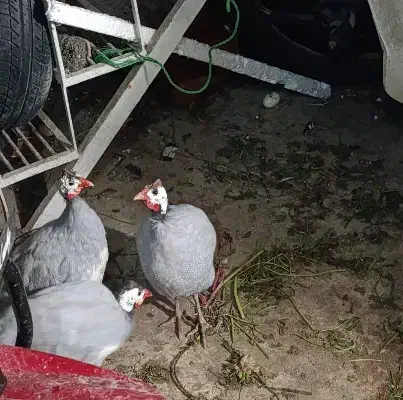 فروش مرغ شاخ دار|حیوانات مزرعه|تهران, مینای شمالی (مخبر)|دیوار