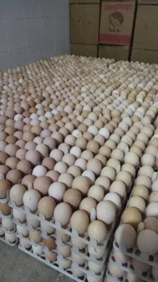 تخم مرغ محلی|خوردنی و آشامیدنی|اهواز, شریعتی جنوبی|دیوار