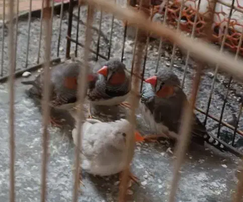 فنچ|پرنده|قم, نخودی|دیوار