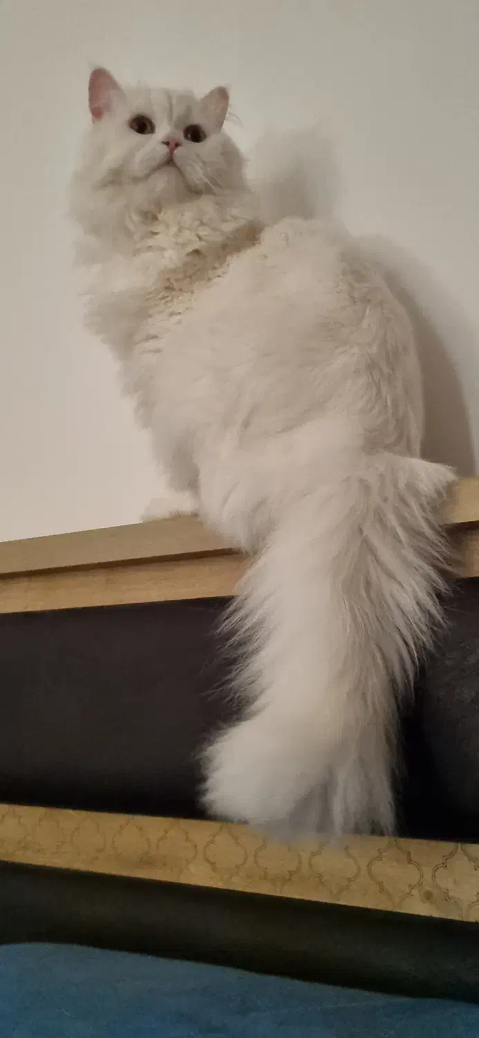 فروش پرشین نر|گربه|بندرعباس, |دیوار