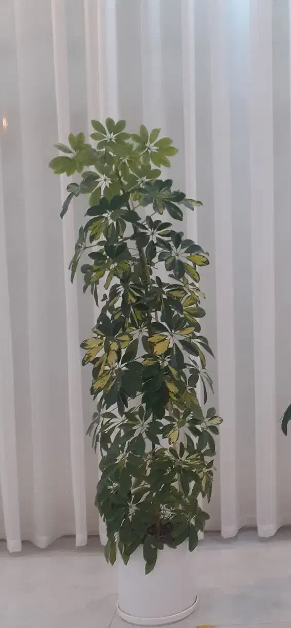 گل و گیاه|گل و گیاه طبیعی|دوگنبدان, |دیوار