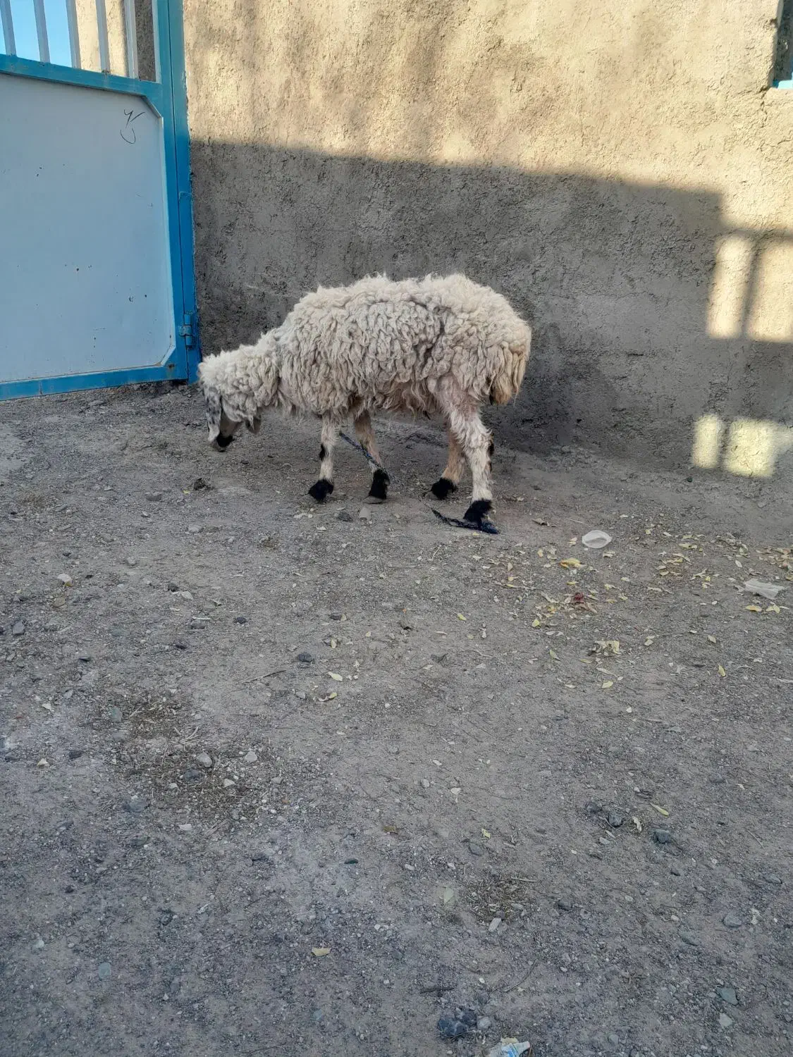 میش|حیوانات مزرعه|سربیشه, |دیوار