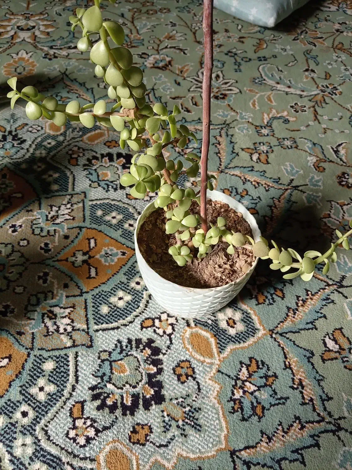 گلدون گل طبیعی70تومن|گل و گیاه طبیعی|بیرجند, |دیوار