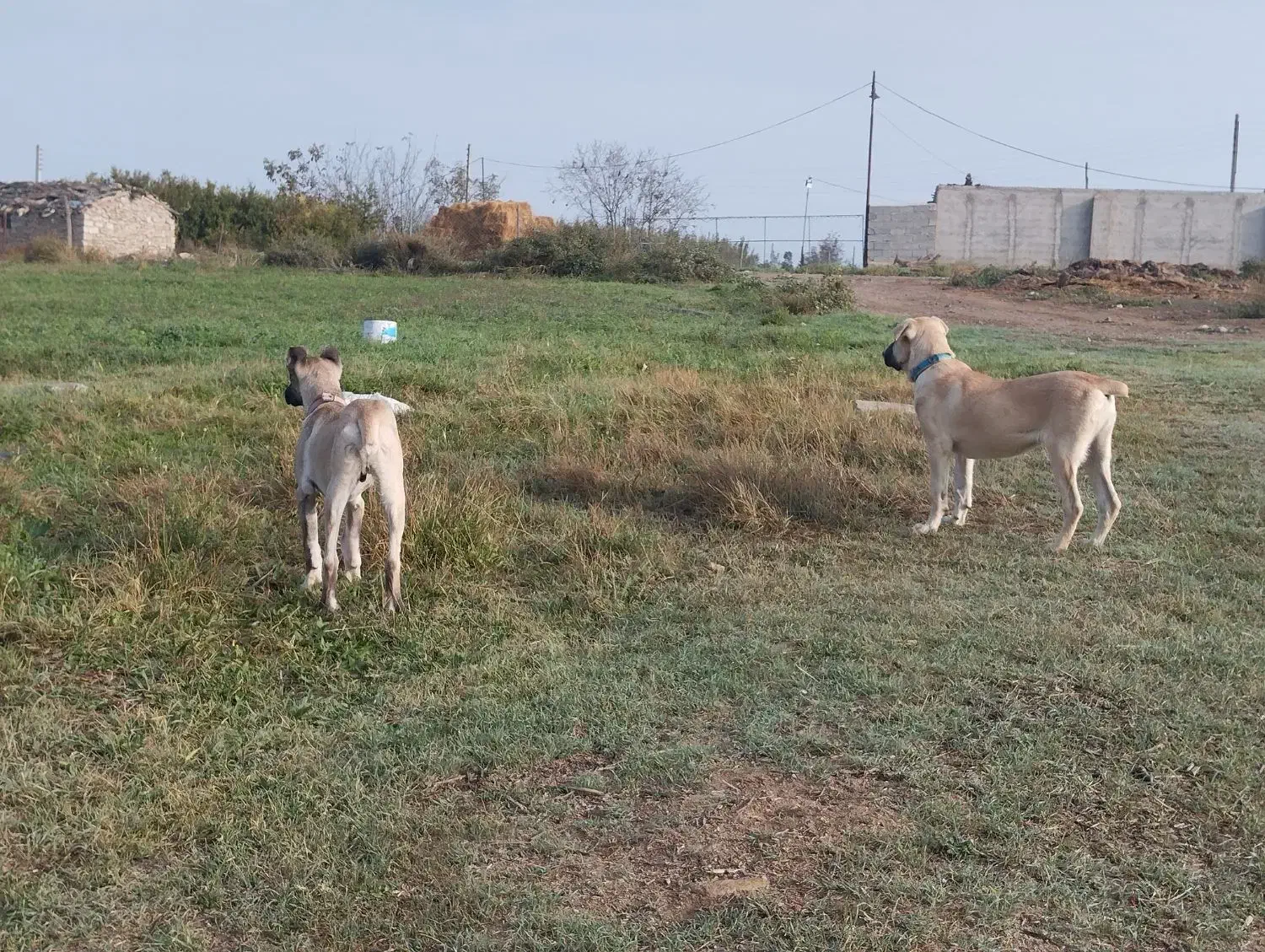 سگ سرابی پنج ماهه|سگ|قشلاق دشت, |دیوار