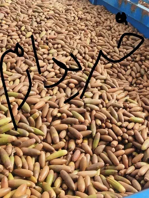 بلیط سالم|خوردنی و آشامیدنی|لردگان, |دیوار