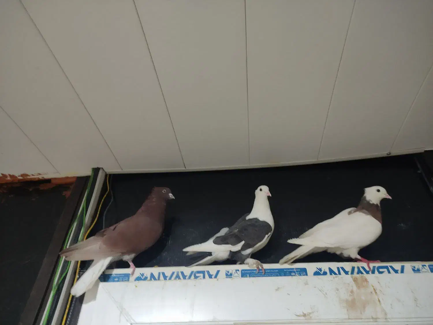 کبوتر مفت|پرنده|یاسوج, |دیوار