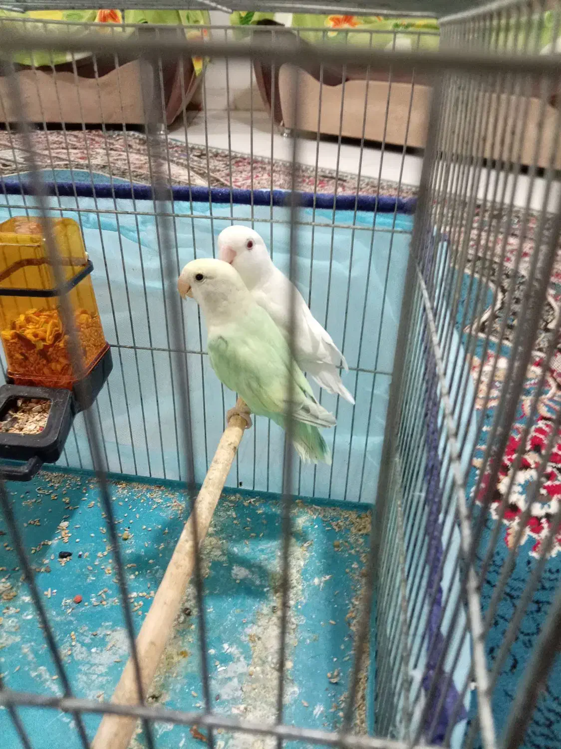 طوطی برزیلی|پرنده|شیراز, محراب|دیوار