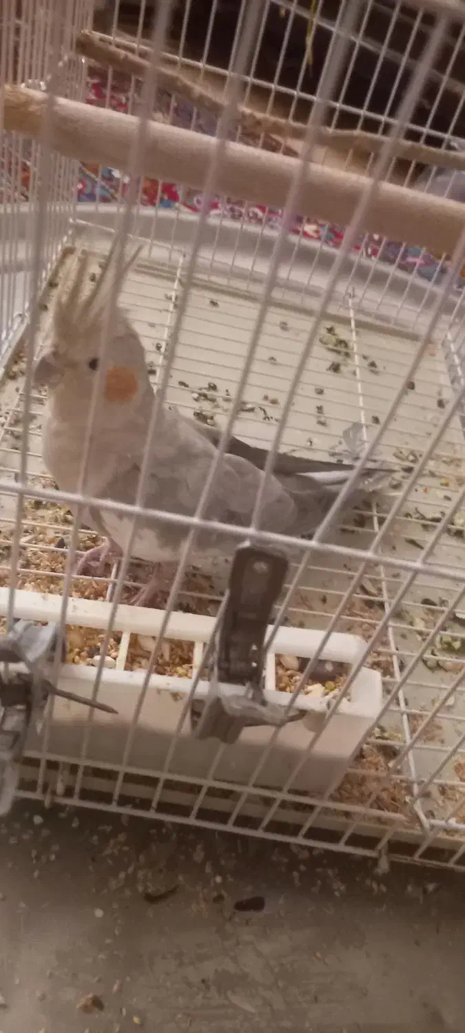 عروس هلندی|پرنده|کرج, شهرک فهمیده|دیوار