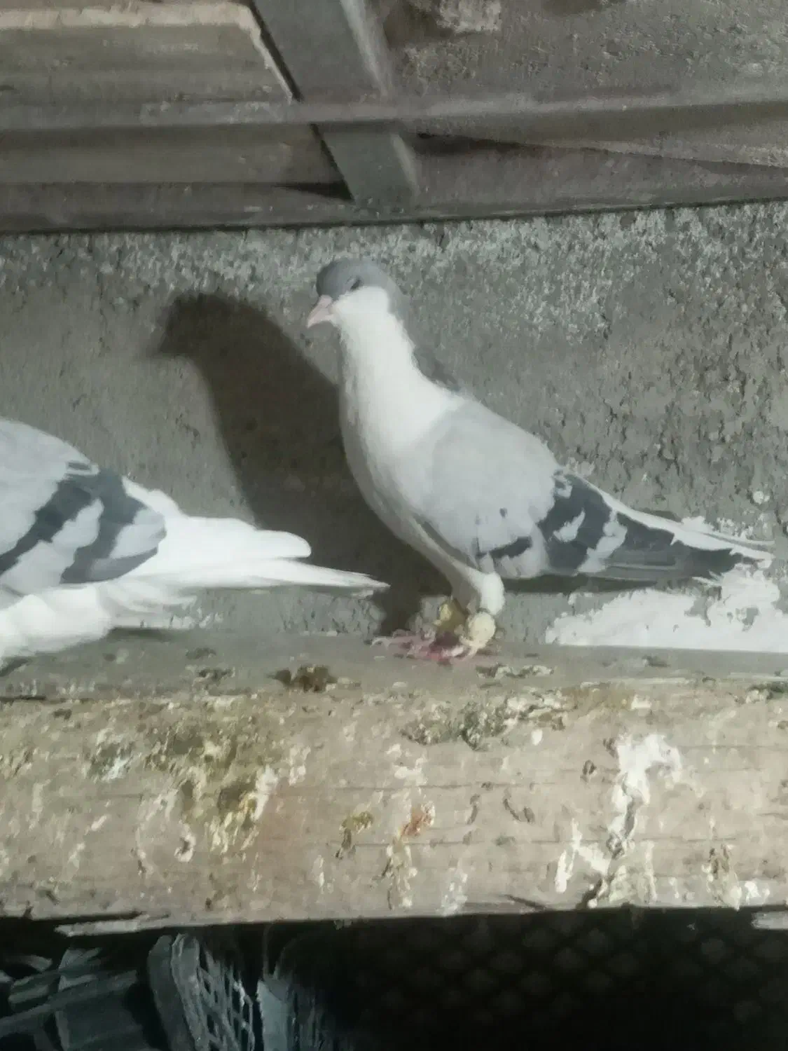 کفتر|پرنده|تاکستان, |دیوار