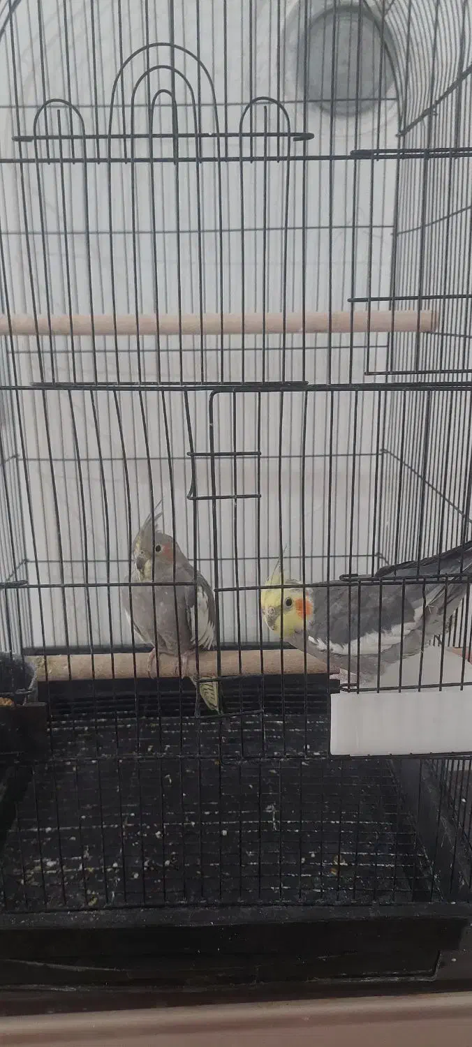 یک جفت عروس هلندی مولد|پرنده|ساوه, |دیوار