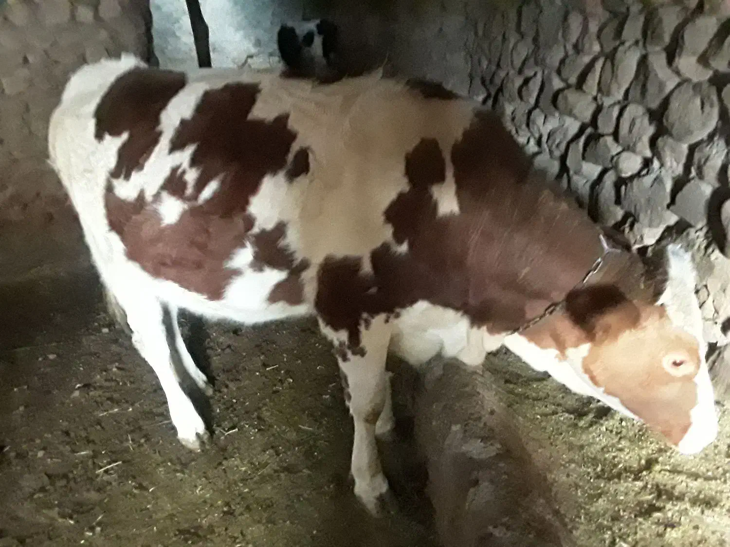 گاو|حیوانات مزرعه|مرند, |دیوار