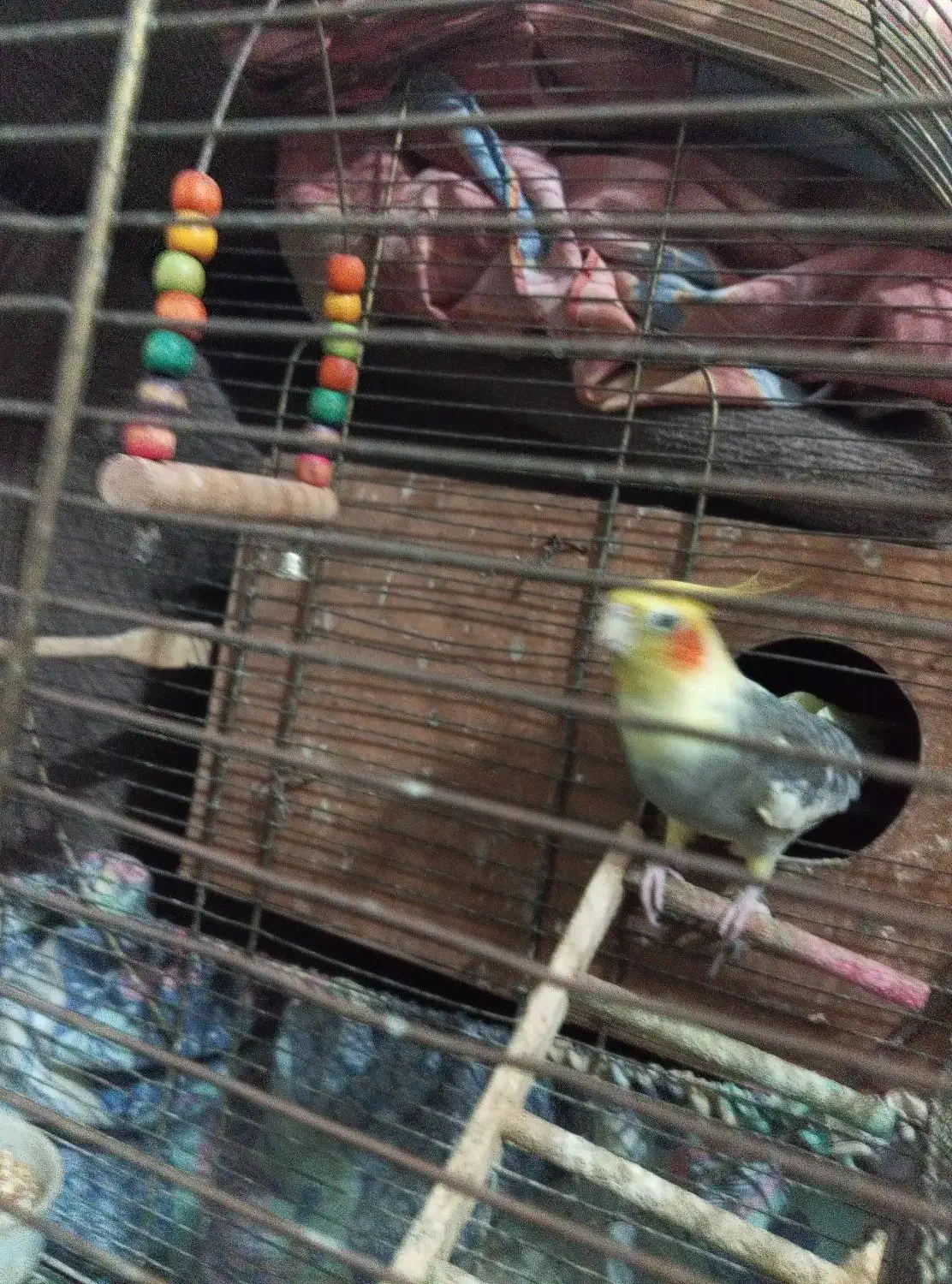 عروس هلندی|پرنده|صومعهسرا, |دیوار