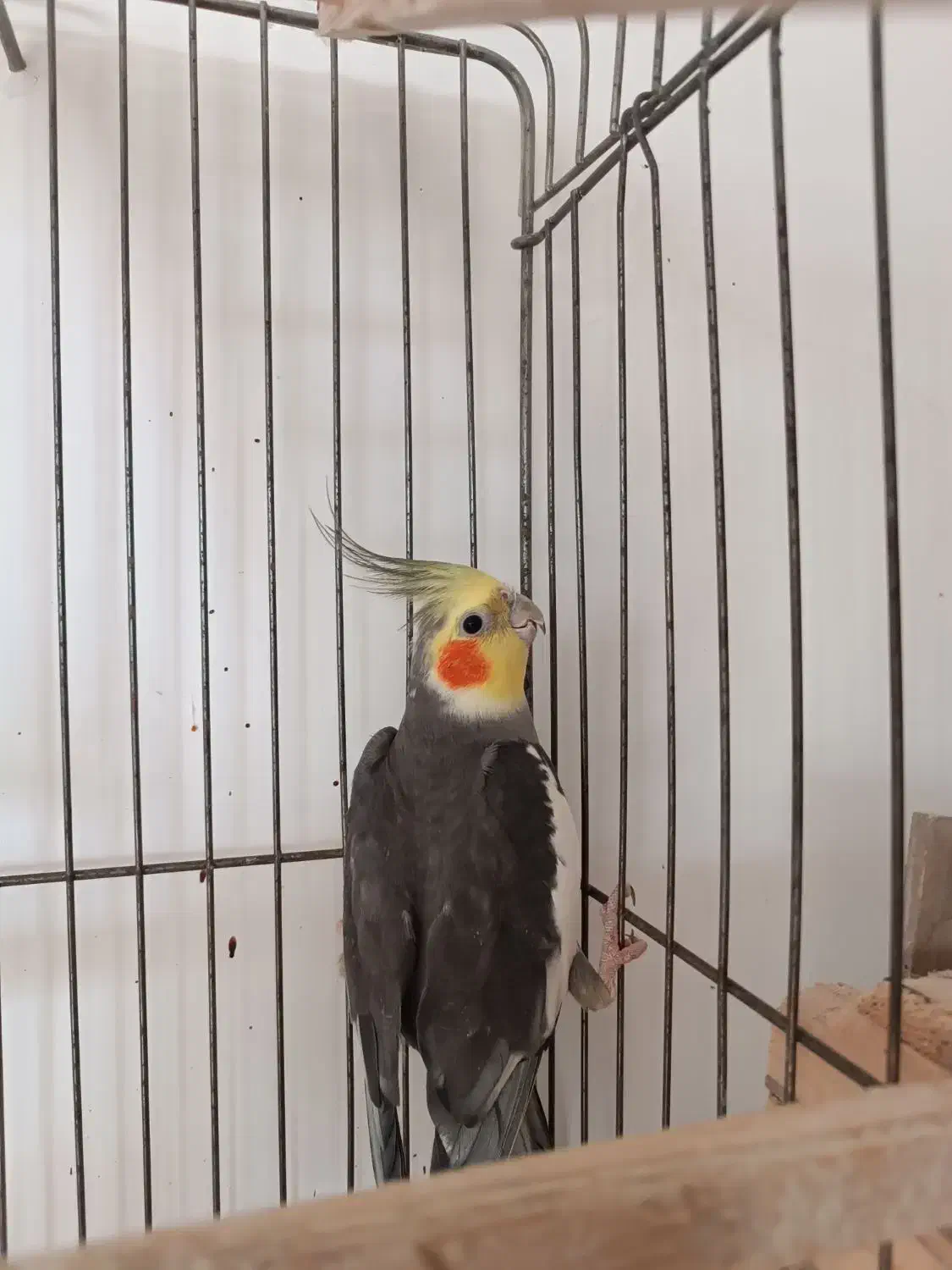 عروس هلندی|پرنده|لنگرود, |دیوار