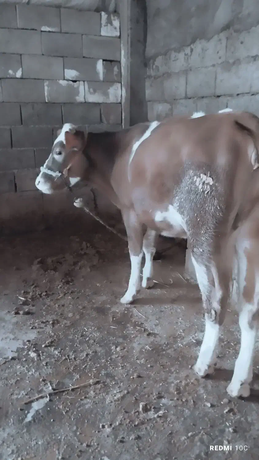 گوساله ماده|حیوانات مزرعه|گتوند, |دیوار