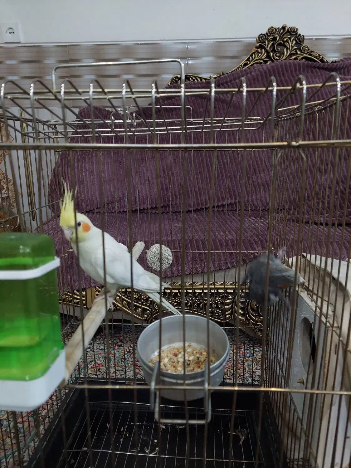 جفت عروس زیبا|پرنده|سیرجان, |دیوار