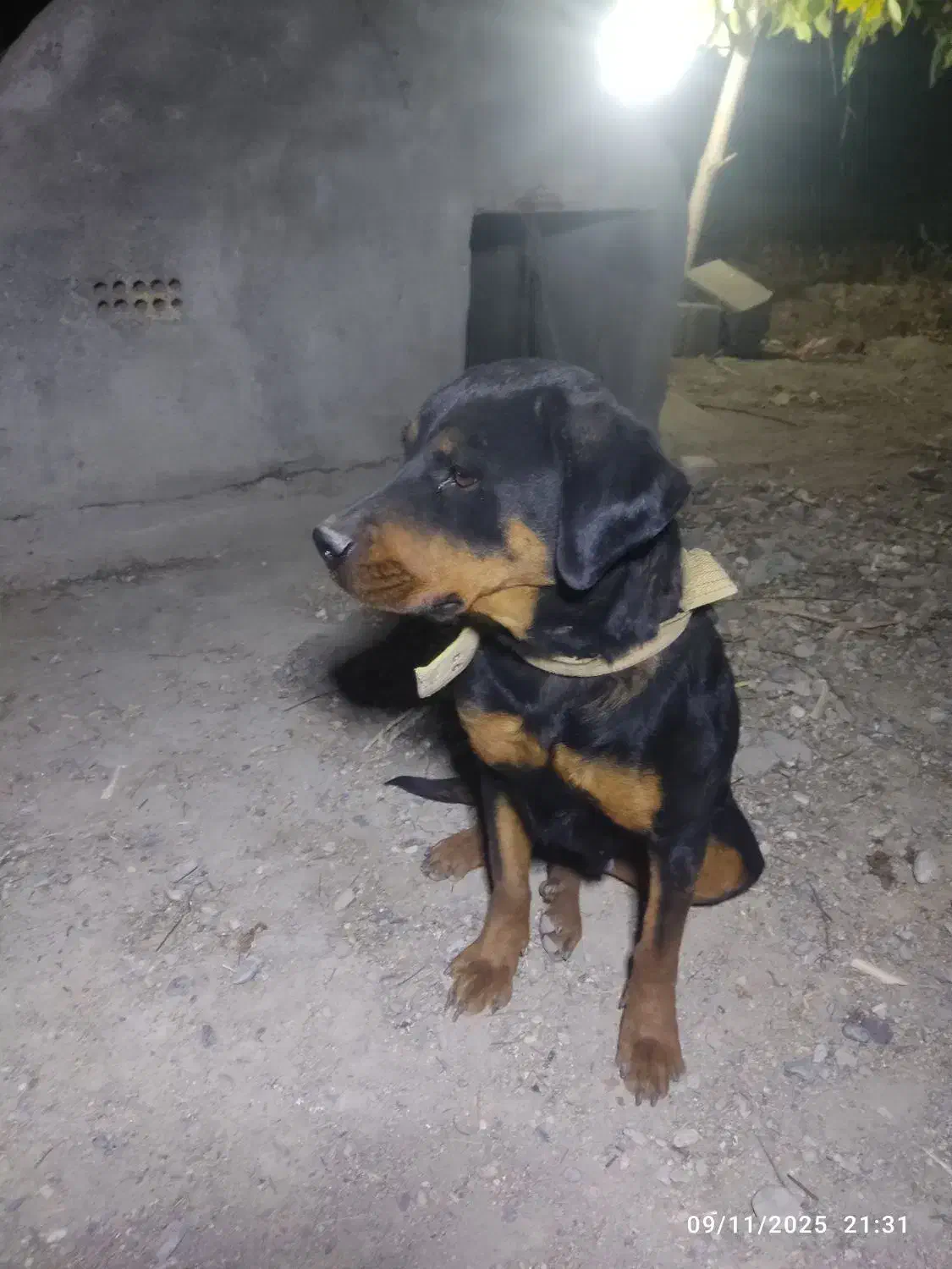 سگ روتوایلر ماده|سگ|ازنا, |دیوار