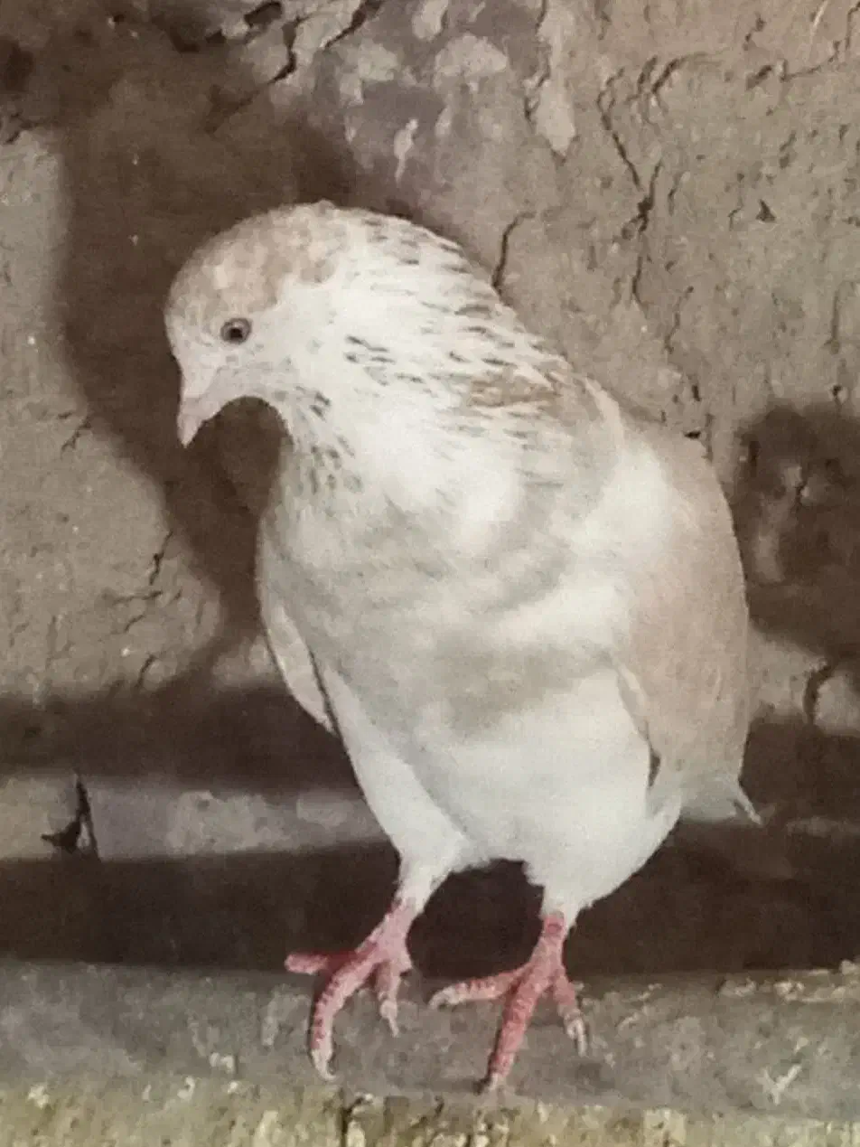 سوسکی|پرنده|بیرجند, |دیوار